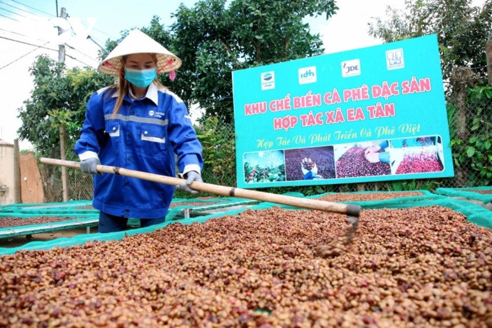 Sản xuất c&agrave; ph&ecirc; đặc sản đang được nhiều doanh nghiệp, hợp t&aacute;c x&atilde; ở Đắk Lắk ch&uacute; trọng &nbsp;