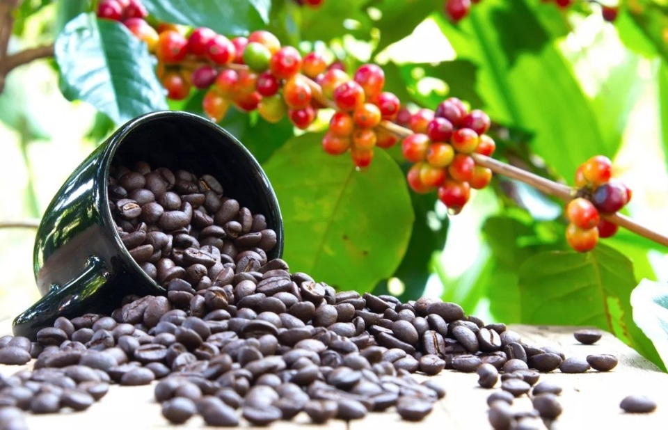 Gi&aacute; c&agrave; ph&ecirc; h&ocirc;m nay 24/6: Arabica tiếp tục k&eacute;o Robusta lao dốc &nbsp;