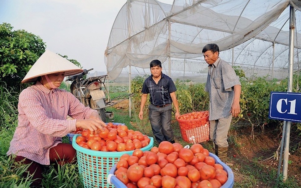 Thu hoạch c&agrave; chua tại Hợp t&aacute;c x&atilde; Rau quả sạch Ch&uacute;c Sơn (huyện Chương Mỹ). Ảnh: Khắc Nam