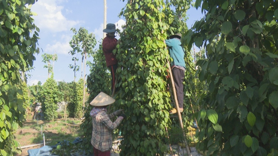 Gi&aacute; ti&ecirc;u h&ocirc;m nay 27/6: 2 nguy&ecirc;n nh&acirc;n đẩy gi&aacute; ti&ecirc;u tiếp tục giảm &nbsp;