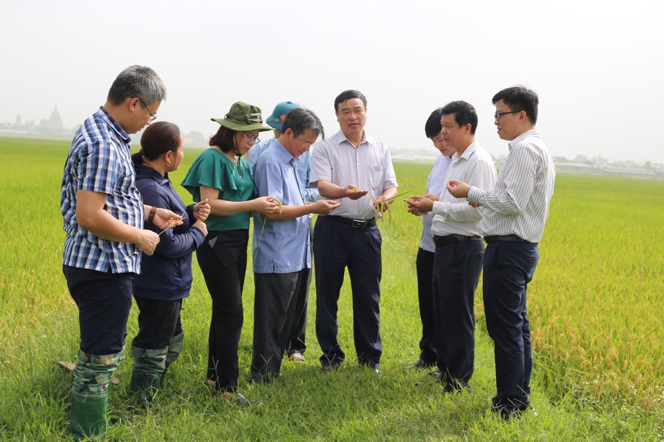 Thâm canh lúa cải tiến theo phương pháp SRI tại xã Hoa Sơn, huyện Ứng Hòa. Ảnh: Ánh Ngọc