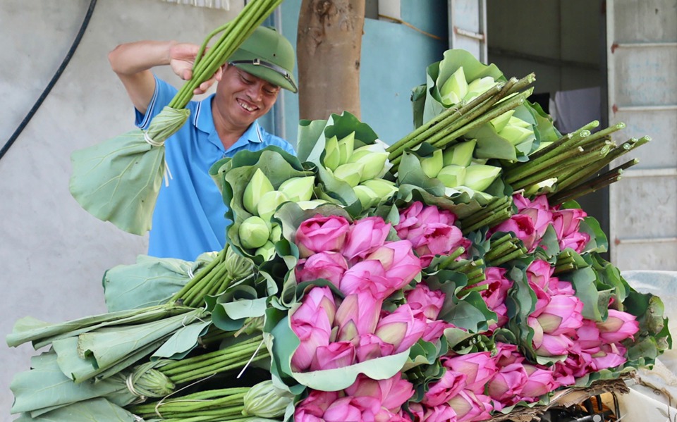 Anh Lã Quang Khanh vận chuyển sen cung ứng cho các đầu mối thu mua. Ảnh: Đỗ Trang