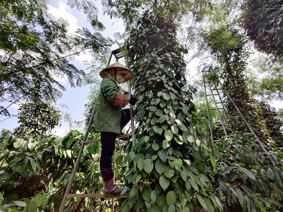 Gi&aacute; ti&ecirc;u h&ocirc;m nay 5/7: Gi&aacute; ti&ecirc;u&nbsp;Indonesia tăng khi bước v&agrave;o vụ thu hoạch mới &nbsp;