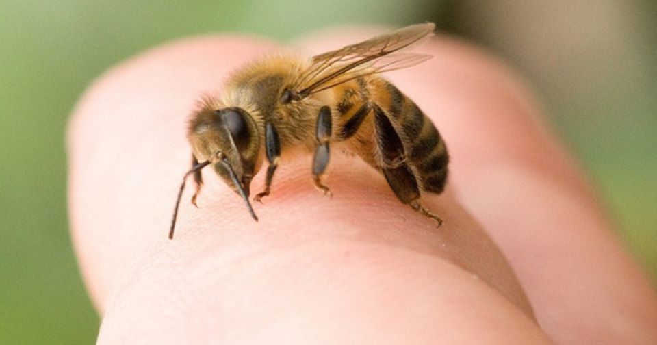 Bị ong đốt nên sơ cứu thế nào? - Ảnh 1