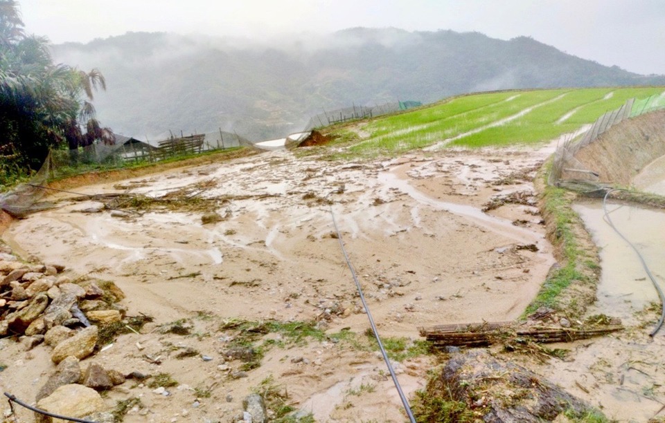 Một diện t&iacute;ch l&uacute;a tại tỉnh H&agrave; Giang bị thiệt hại do mưa lũ.