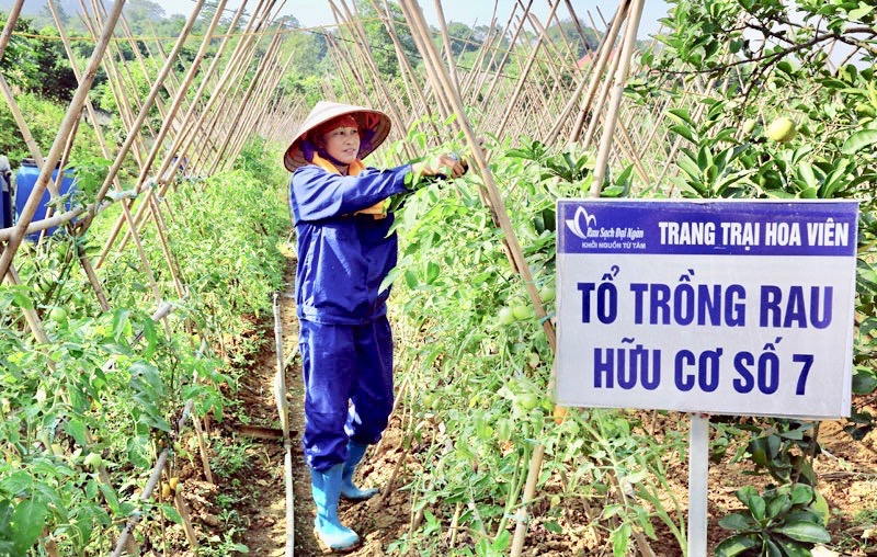 Trang trại Hoa Vi&ecirc;n hiện đang tạo việc l&agrave;m ổn định cho nhiều lao động địa phương. Ảnh: Trọng T&ugrave;ng