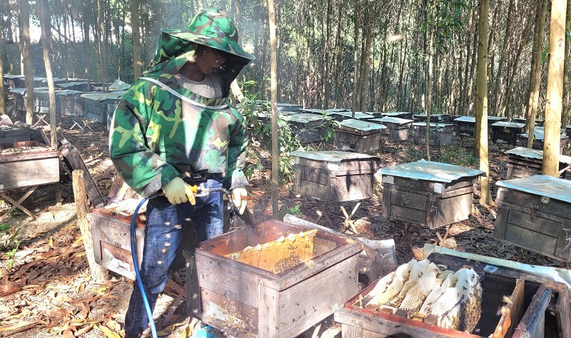 C&ocirc;ng đoạn thu hoạch mật ong kh&aacute; cầu kỳ, c&aacute;c biện ph&aacute;p kỹ thuật được &aacute;p dụng để tạm thời xua đuổi ong ra khỏi th&ugrave;ng gỗ