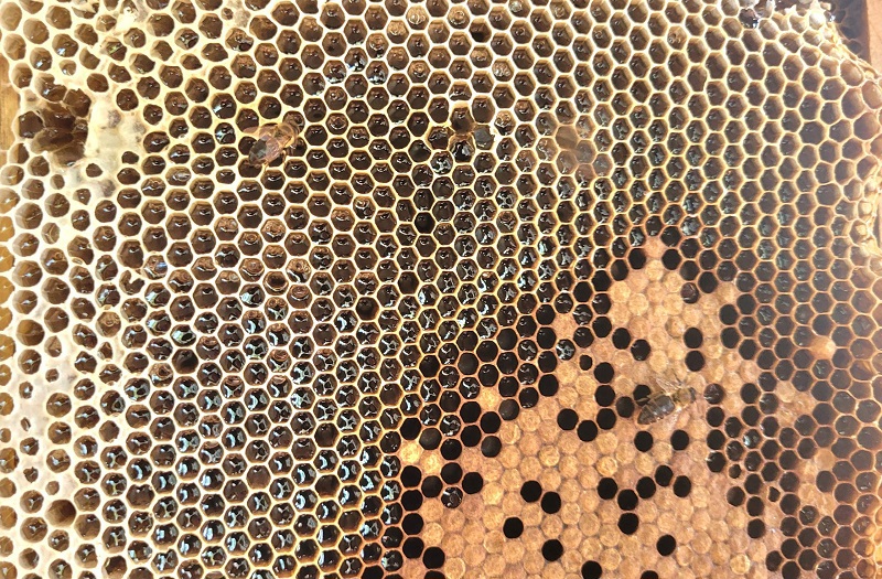 Tầng ong mật bịt k&iacute;n l&agrave; thời điểm thu hoạch ph&ugrave; hợp (đảm bảo độ ch&iacute;n của mật), tạo ra sản phẩm mật thơm ngon, chất lượng.