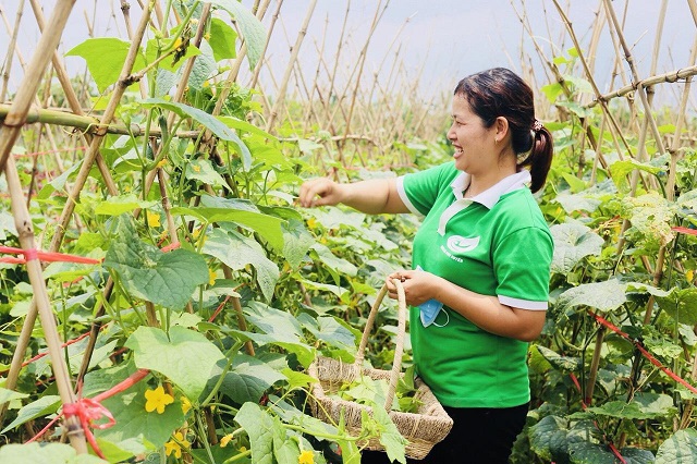 Mô hình trồng rau an toàn, hữu cơ của Công ty CP Vinh Hà (xã HồngThái, huyện Phú Xuyên) cho thu nhập cao. Ảnh: Ngọc Ánh