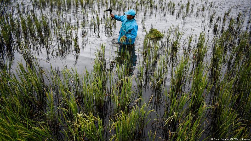 インドネシア、西ジャワ州の浸水した田んぼで、腐らないように米を収穫する農家。 写真：DW