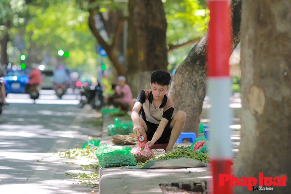 Những ng&agrave;y n&agrave;y, rất dễ nh&igrave;n thấy từng tốp người ngồi b&aacute;n từng bạt sấu xanh với những quả đều tăm tắp tr&ecirc;n vỉa h&egrave;, lề đường.