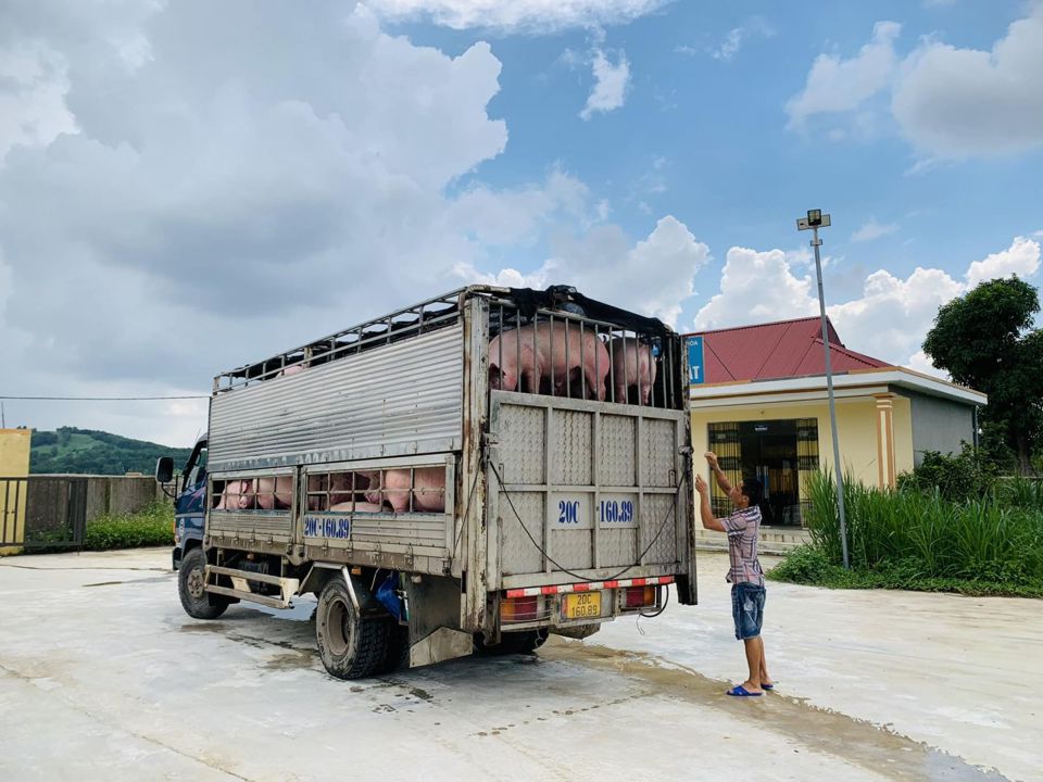 Gi&aacute; heo hơi h&ocirc;m nay 11/7/2023: C&oacute; nơi tăng 1.000 - 2.000 đồng/kg. Ảnh: Thế Hiển &nbsp;