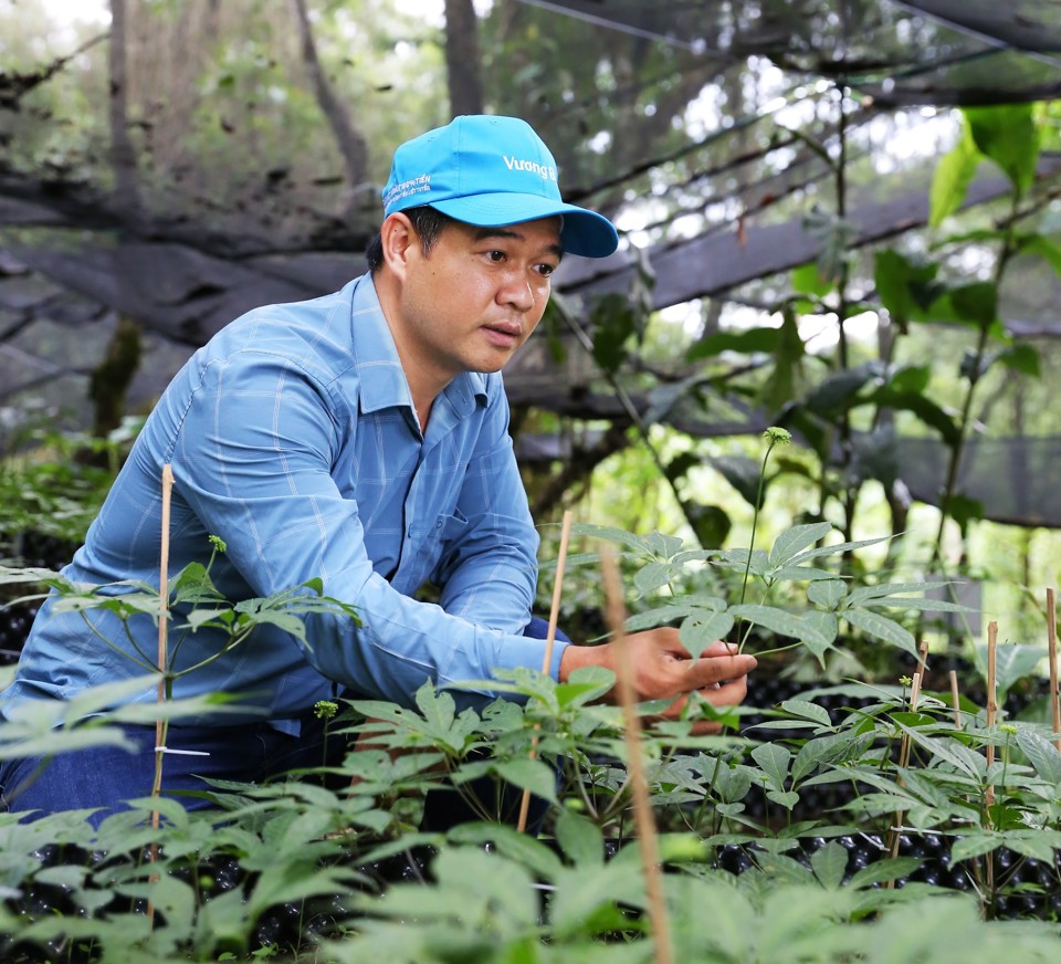 Kỹ sư n&ocirc;ng nghiệp - Chuy&ecirc;n gia với kinh nghiệm 12 năm trồng S&acirc;m kiểm tra điều kiện sinh trưởng của s&acirc;m Lai Ch&acirc;u trong nh&agrave; m&agrave;ng