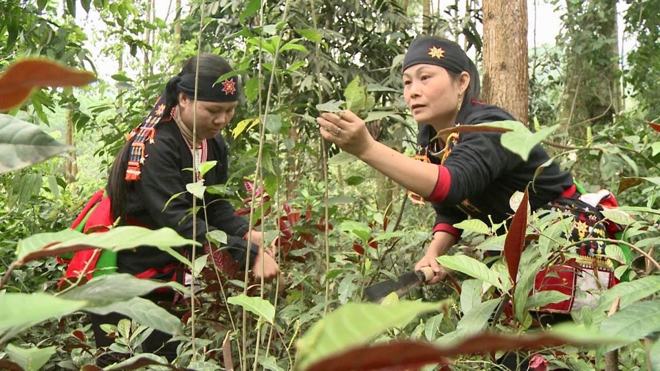 Đồng b&agrave;o d&acirc;n tộc Dao tại huyện Ba V&igrave; v&agrave; nghề thuốc Nam truyền thống.