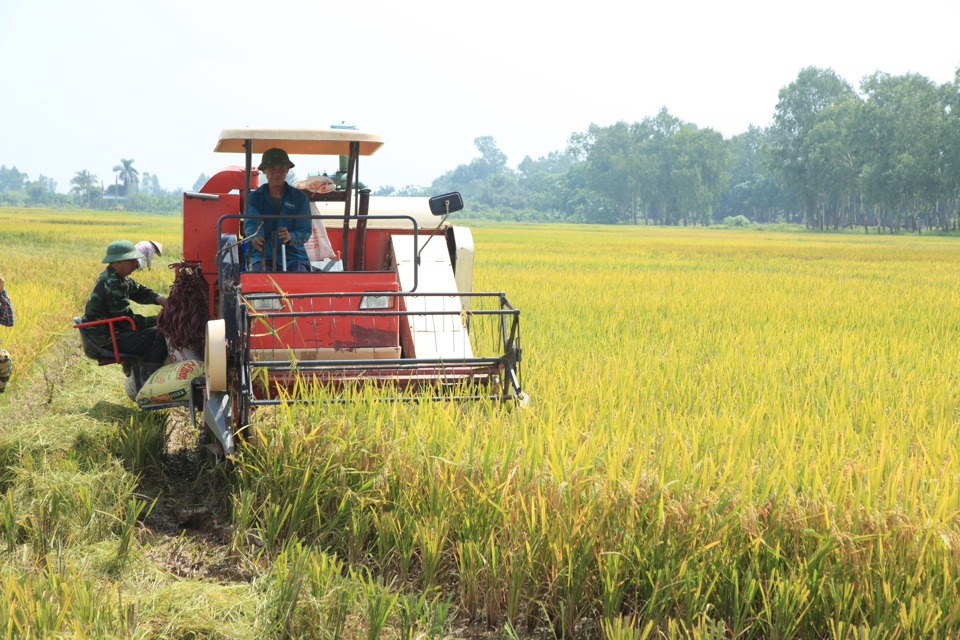 Xuất khẩu gạo của Việt Nam được kỳ vọng tiếp tục tăng trưởng mạnh từ nay đến cuối năm do lượng gạo tiêu thụ trên thế giới tăng cao. Ảnh: Phạm Hùng