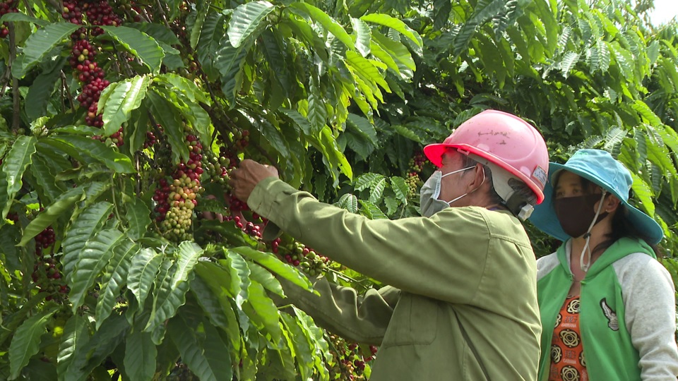 Gi&aacute; c&agrave; ph&ecirc; h&ocirc;m nay 22/7: Đồng loạt tăng mạnh, trong nước đạt 70.000 đồng/kg &nbsp;