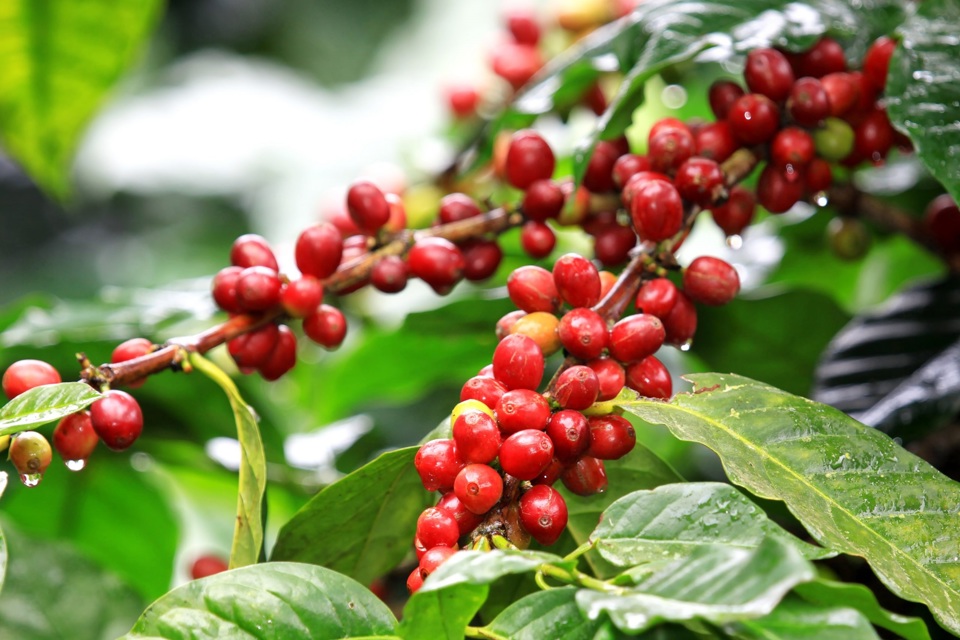 Gi&aacute; c&agrave; ph&ecirc; h&ocirc;m nay 24/7: Dự b&aacute;o thị trường tuần n&agrave;y, Robusta sẽ c&oacute; "biến"? &nbsp;