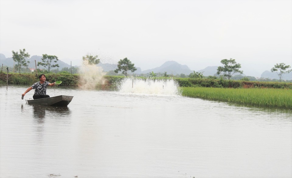 Mô hình lúa - cá tại xã Hợp Thanh, huyện Mỹ Đức. Ảnh: BÌnh Minh