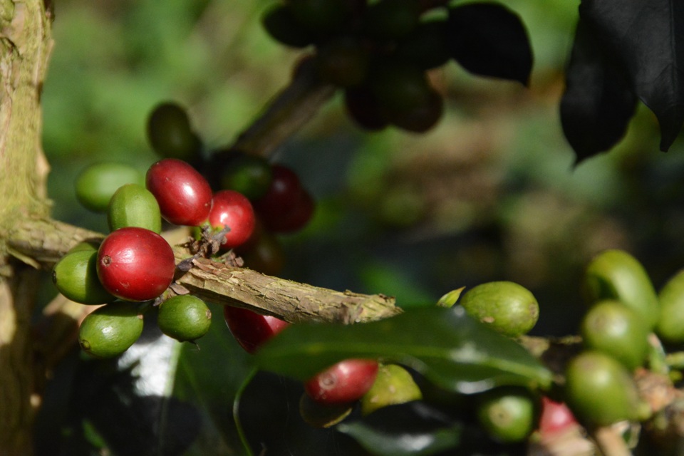 Gi&aacute; c&agrave; ph&ecirc; h&ocirc;m nay 28/7: Robusta tiếp tục tăng, trong nước gần 68.000 đồng/kg &nbsp;