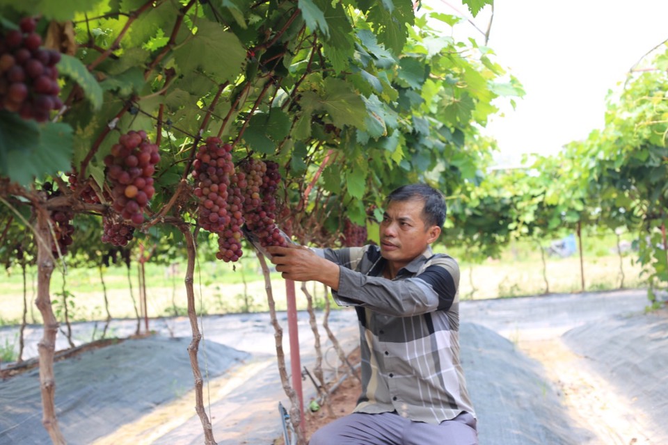 M&ocirc; h&igrave;nh trồng nho hạ đen cho thu nhập cao tại x&atilde; Đan Phượng, huyện Đan Phượng.