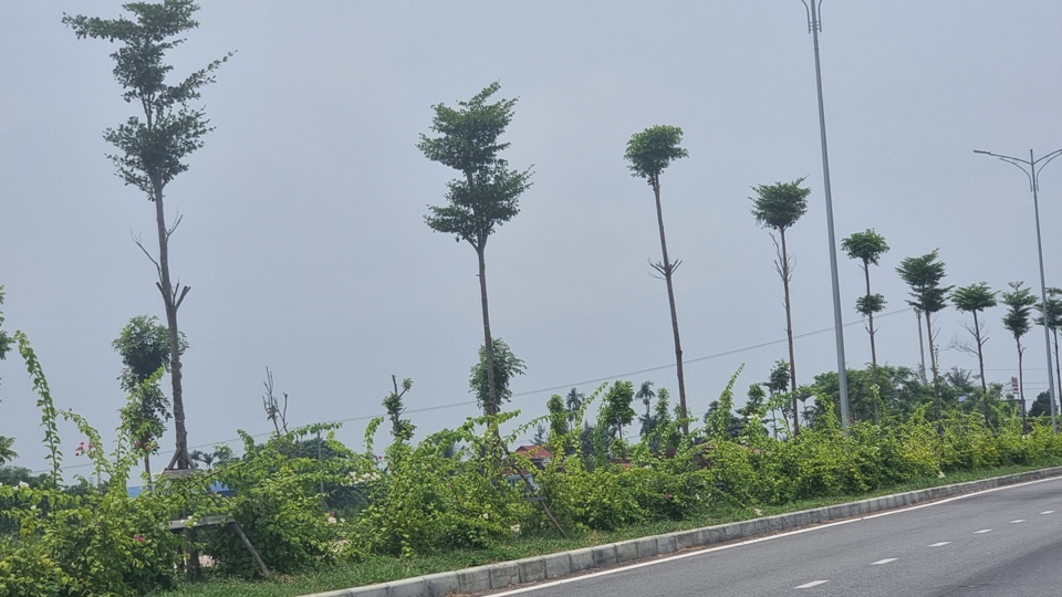 C&acirc;y trồng đang trong qu&aacute; tr&igrave;nh ph&aacute;t triển n&ecirc;n cần được chăm s&oacute;c, duy tu. Ảnh Vĩnh Qu&acirc;n