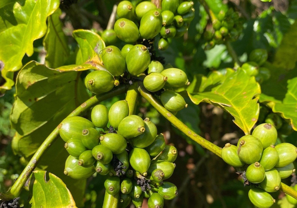 Gi&aacute; c&agrave; ph&ecirc; h&ocirc;m nay 31/7: Tiếp tục chao đảo, Robusta tuần n&agrave;y liệu c&oacute; tăng?