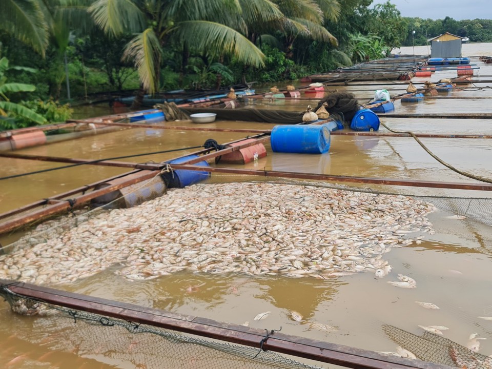 Thiệt hại c&aacute; nu&ocirc;i lồng, b&egrave; trong những ng&agrave;y qua tại huyện Định Qu&aacute;n l&ecirc;n đến gần hơn 1.800 tấn.