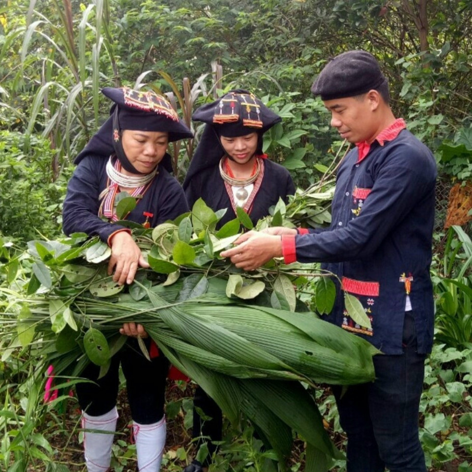 Người dao tại Ba V&igrave; l&ecirc;n rừng h&aacute;i thuốc Nam. Ảnh: Nguyễn Duy Tường&nbsp;