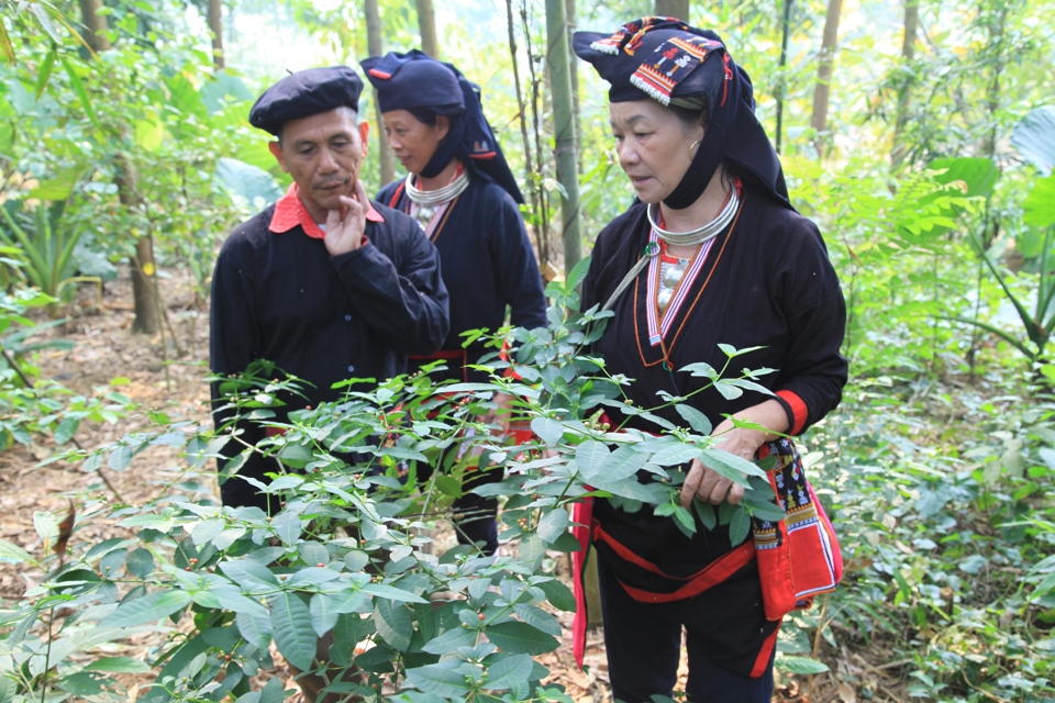 Người dao tại Ba V&igrave; l&ecirc;n rừng h&aacute;i thuốc Nam. Ảnh: Nguyễn Duy Tường