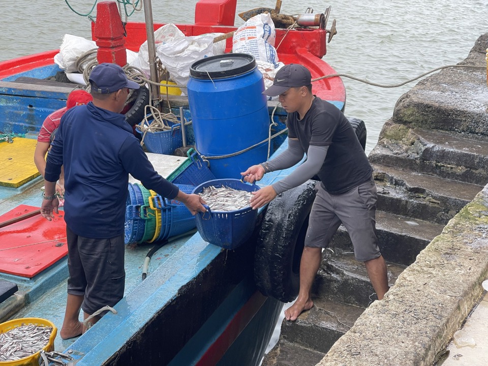 Ngư d&acirc;n xuống c&aacute; ở cảng c&aacute; Tịnh Kỳ.