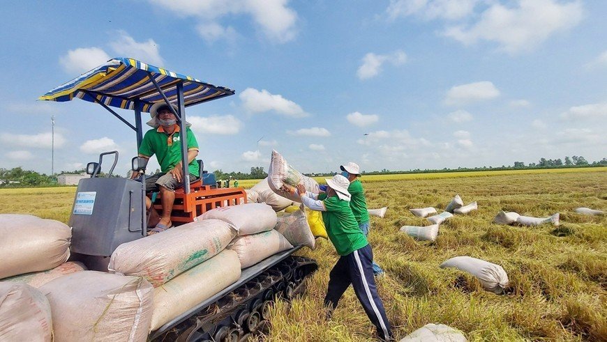 Xuất khẩu gạo tăng hơn 40% trong 9 th&aacute;ng đ&atilde; qua của năm 2023.