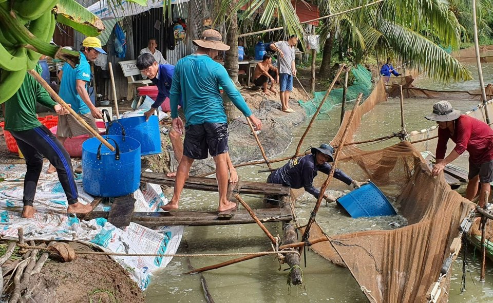 Người d&acirc;n v&ugrave;ng ĐBSCL thu hoạch c&aacute; tra.&nbsp;