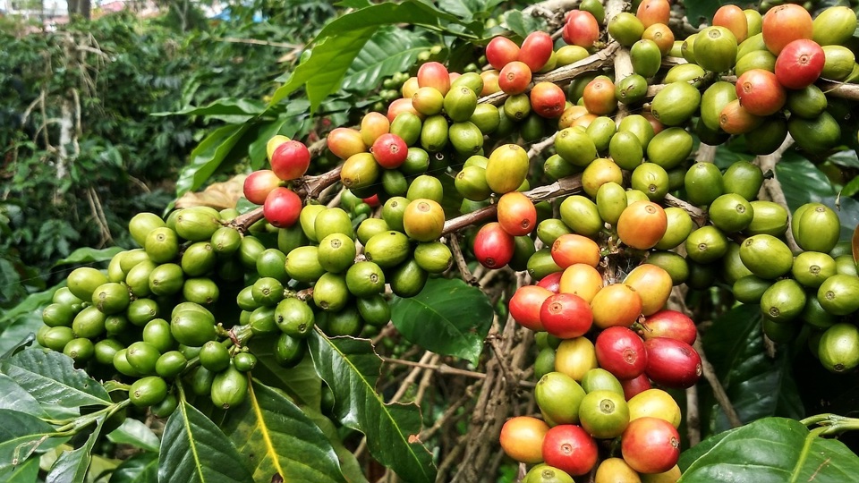 Gi&aacute; c&agrave; ph&ecirc; h&ocirc;m nay 9/8: Robusta tiếp tục tăng, L&acirc;m Đồng th&ecirc;m 100 đồng/kg &nbsp;