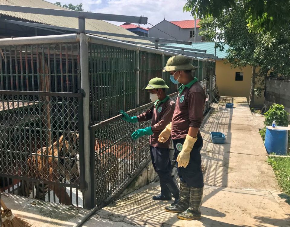 C&ocirc;ng nh&acirc;n chăm s&oacute;c c&aacute; thể hổ tại Trung t&acirc;m Cứu hộ Động vật hoang d&atilde; H&agrave; Nội. Ảnh: &Aacute;nh Ngọc