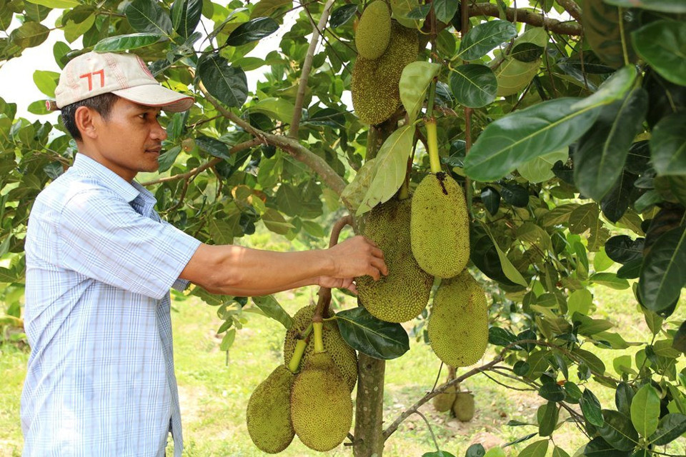 B&ecirc;n cạnh x&acirc;y dựng trại chăn nu&ocirc;i tổng hợp, anh Kni c&ograve;n tập trung ph&aacute;t triển đa dạng c&acirc;y ăn quả.