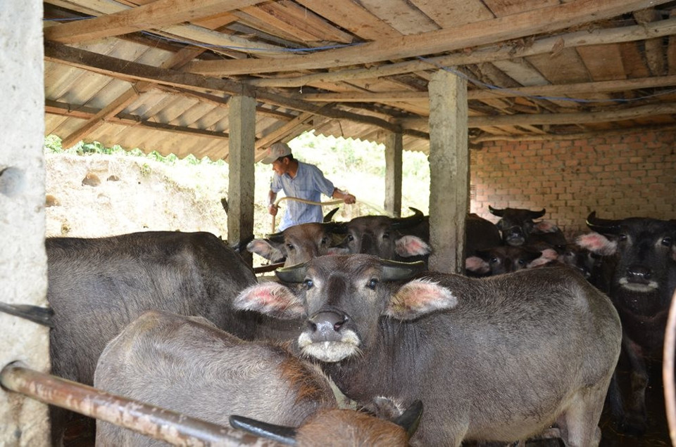 Chương tr&igrave;nh ph&aacute;t triển kinh tế- x&atilde; hội v&ugrave;ng đồng b&agrave;o d&acirc;n tộc thiểu số v&agrave; miền n&uacute;i đ&atilde; gi&uacute;p nhiều người d&acirc;n tho&aacute;t ngh&egrave;o.