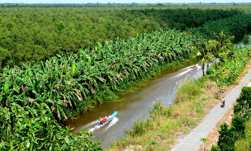 Sắc xanh từ kinh tế rừng Cà Mau