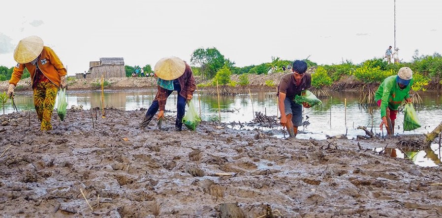 Nu&ocirc;i t&ocirc;m kết hợp trồng rừng ở huyện Ngọc Hiển,