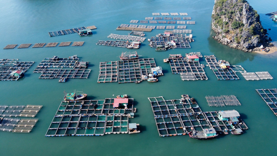 Việt Nam phấn đấu giá trị xuất khẩu ngành nuôi biển đạt 1 tỷ USD vào năm 2025.
