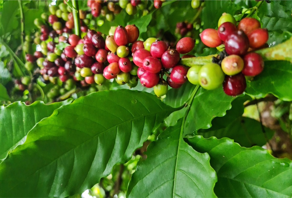 Gi&aacute; c&agrave; ph&ecirc; h&ocirc;m nay 19/8: Đến lượt Arabica tăng, nguồn cung ng&agrave;y c&agrave;ng thiếu