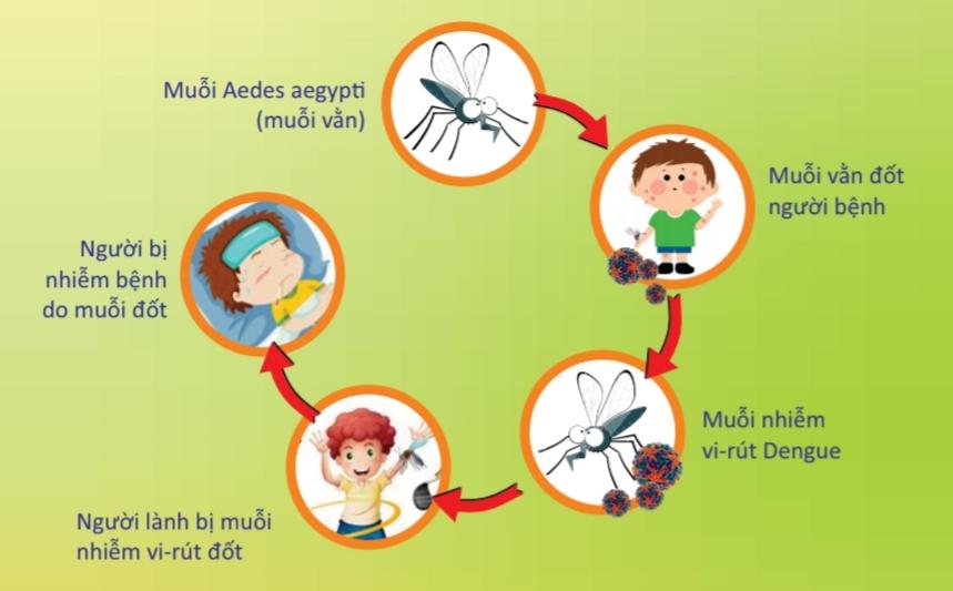 Việc ph&ograve;ng bệnh&nbsp;SXH&nbsp;vẫn chủ yếu l&agrave; ph&ograve;ng tr&aacute;nh muỗi đốt, vệ sinh m&ocirc;i trường kết hợp với biện ph&aacute;p diệt c&aacute;c ấu tr&ugrave;ng của muỗi như&nbsp;bọ gậy, lăng quăng.&nbsp;