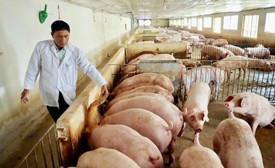 Chăm sóc đàn lợn tại Hợp tác xã Hoàng Long (huyện Thanh Oai). Ảnh: Trọng Tùng