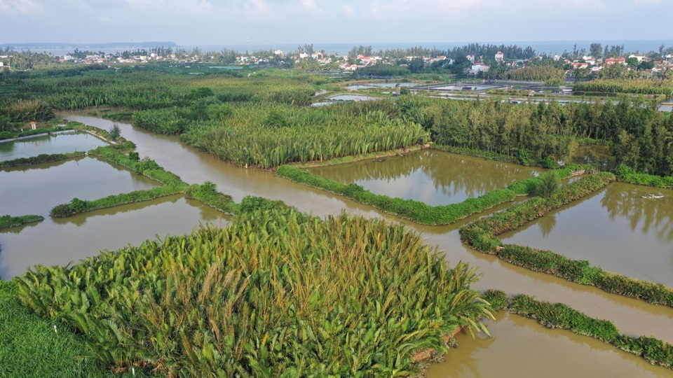 Rừng dừa nước Tịnh Kh&ecirc;.