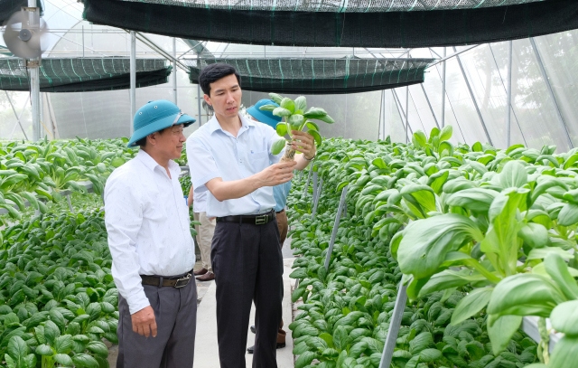 Mô hình trồng rau thủy canh của anh Hoàng Quốc Chiến (xã Phú Cường, huyện Sóc Sơn) cho hiệu quả kinh tế cao. Ảnh: Lâm Nguyễn