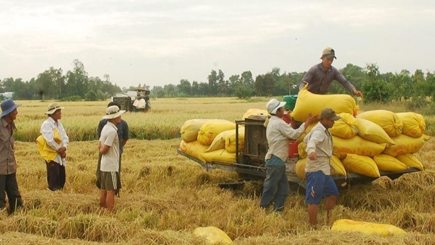 Giá lúa gạo hôm nay 23/8/2023: Giá lúa tăng mạnh