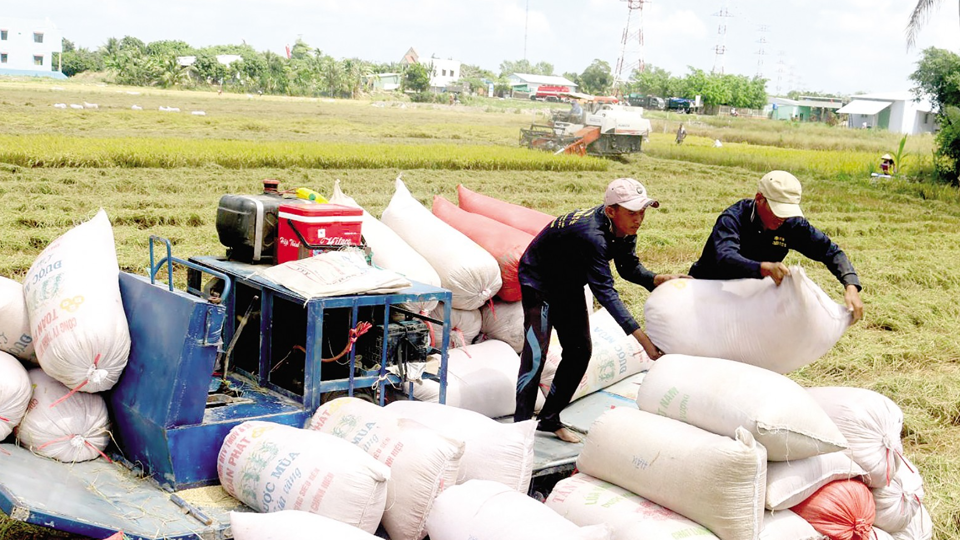 Giá lúa gạo hôm nay 25/8/2023: Giá lúa tăng, giá gạo giảm nhưng giao dịch chậm