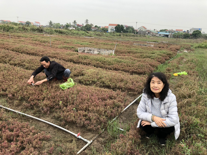 Loại rau muối thế giới bán 20-30 euro/kg, Việt Nam cho heo ăn