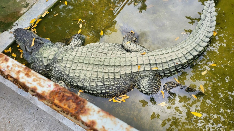 Ngắm con cá sấu lớn nhất Việt Nam trong trang trại 10.000 m2 - Ảnh 1