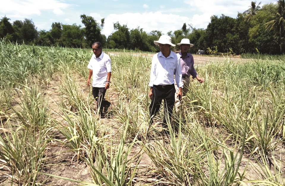 Một diện t&iacute;ch canh t&aacute;c dứa tr&ecirc;n địa b&agrave;n tỉnh Ph&uacute; Y&ecirc;n.