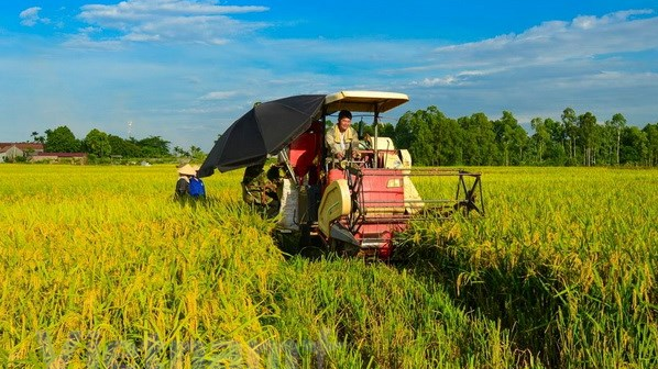 Giá lúa gạo hôm nay 31/8/2023: Giá gạo nguyên liệu bình ổn. Ảnh minh họa